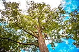 Borrego Springs, CA  Tree Services Company