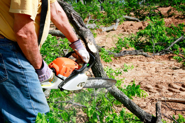 Why Choose Our Tree Removal Services in Borrego Springs, CA?